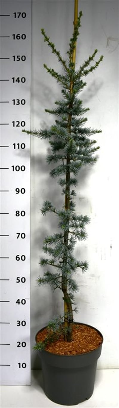 Cedrus l. 'Glauca' - C12 125-150 CM